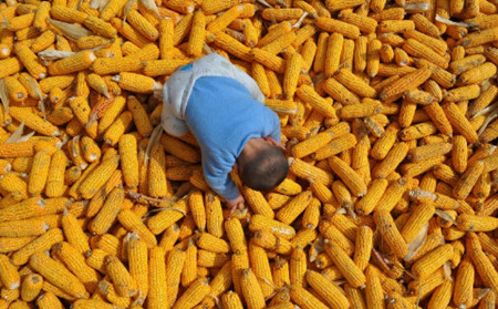 国家政策性玉米销售暂停 明年5月再适时研究安排