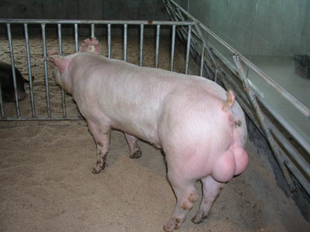 常州武进区生猪良种补贴项目良种猪精液 