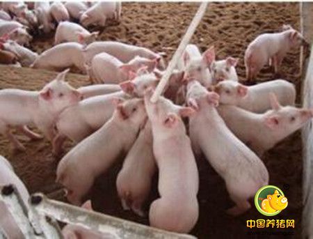 猪育种过程应注意四大问题