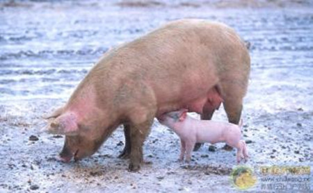 妊娠母猪需要的饲料营养计划和饲养配料方案