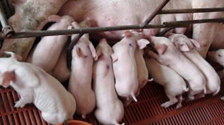 影响母猪产仔数与出生重的小秘密