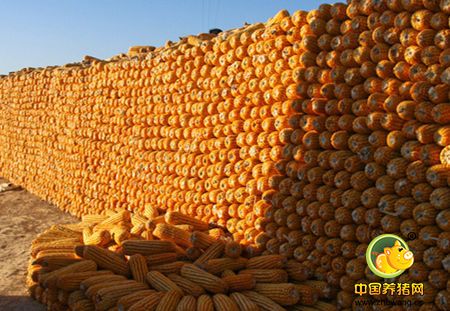 东北玉米加工行业“红包”陆续发放！