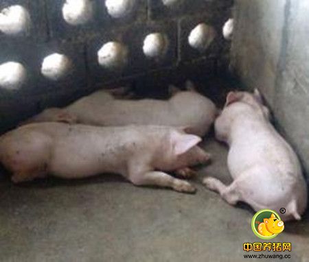 干货丨猪常见外科疾病的病因及防控