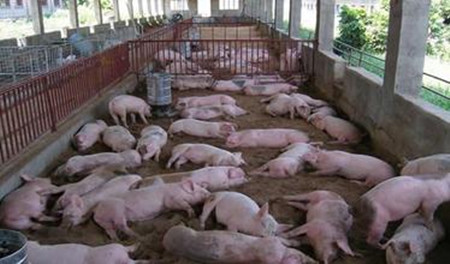 老猪舍改造成发酵床的猪舍 - 养猪场建设\/养猪