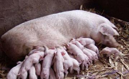 怀孕母猪的科学饲养管理技术