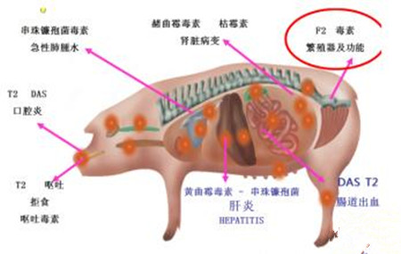 霉菌毒素的危害及去除 - 生猪饲料营养\/养猪技