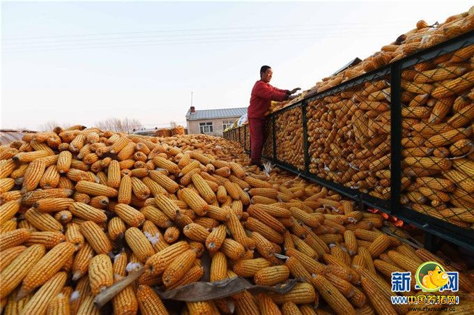​在黑龙江省肇东市昌五镇昌平村，农民王智东在自家的“科学储粮仓”里整理玉米（10月31日摄）。