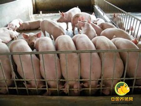 种猪品种的选择与繁育技术（二）