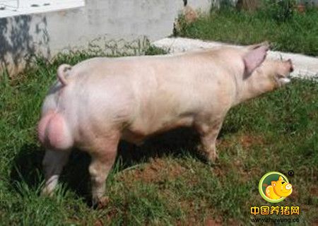 种公猪的日粮营养与饲喂方法