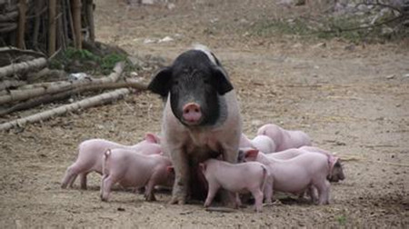怎样促进母猪多产仔产壮仔？