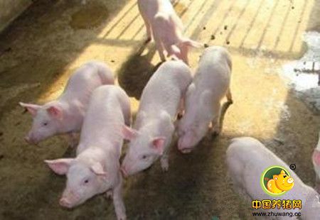 如何防治保育后期的猪呼吸道病？