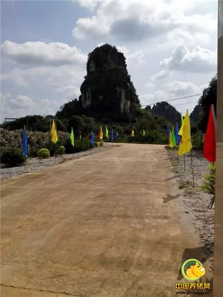 扬翔农牧日增广西种猪公猪v种猪长白首届荣获的党小视频图片