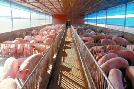 集约化猪场保育仔猪的养殖技术