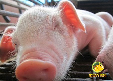 人工授精对猪群净化作用表现在哪些方面