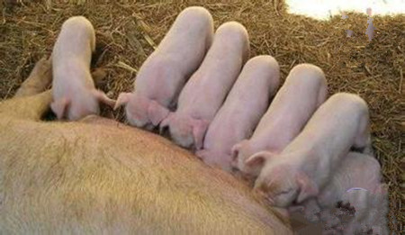 加强母猪分娩护理 缩短产程和保护胎儿