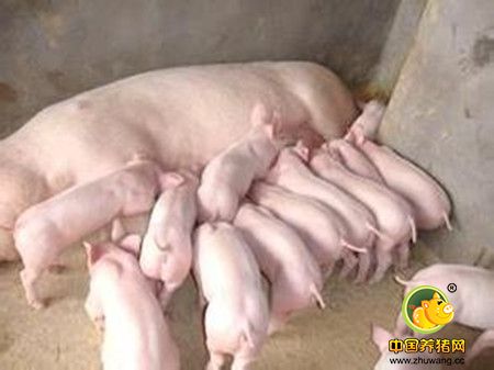 母猪产后护理及注意事项2