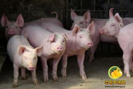 猪配种旺季公猪的饲养管理