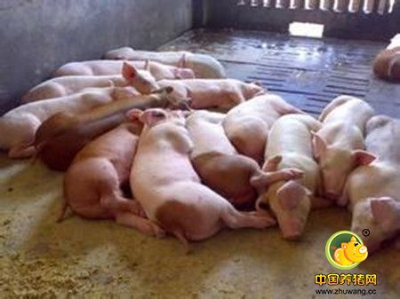 猪繁殖与呼吸综合症诊断研究进展