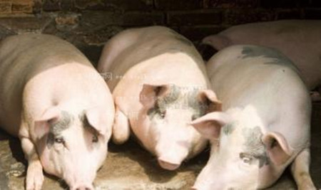 猪流感有哪些症状?