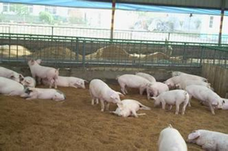生产中应保护好猪的呼吸系统三道防线