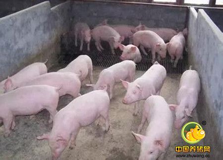 控制猪呼吸道疾病的药物方案