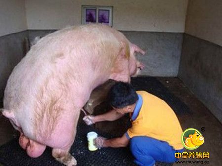 猪的人工授精方法