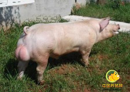 公猪的生殖器官及其功能