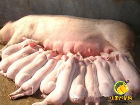 提高母猪产子率的综合技术