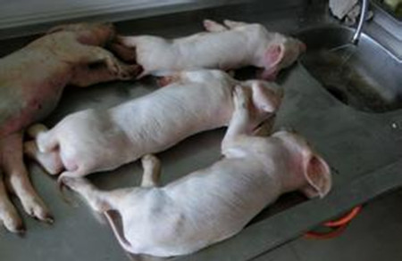 猪场如何缩短母猪产程 减少死胎发生