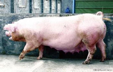 母猪维生素营养研究与应用