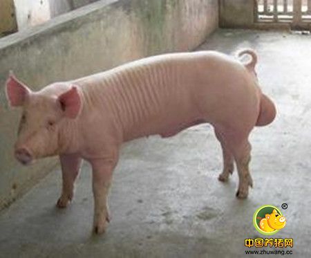 养猪场内种公猪虚脱预防及有效治疗措施