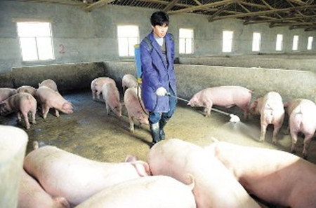 疫情省份猪价反应不同，到底是什么原因？