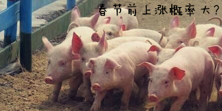 春节前猪价行情上涨的概率远大于下跌的概率