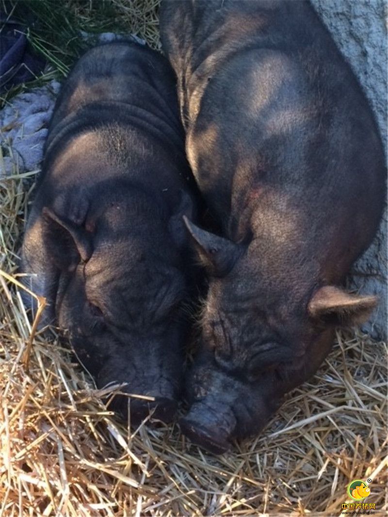 虽然被救了，但Piggeldy和 Frederick的日子还是不太好过，这家位于北卡罗莱纳的动物救援中心内动物数量饱和，工作人员期望尽快地拍卖掉这对猪，可惜拍卖会上没人对它们有兴趣。