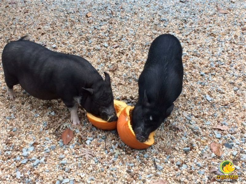 Piggeldy也对Kevin产生了影响，它们一同在院子里吃食。“一段时间之后，我们发现Kevin学着做猪该做的一切，它们之间会相互交流。”