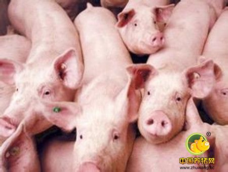 母猪引起死胎的九种猪病