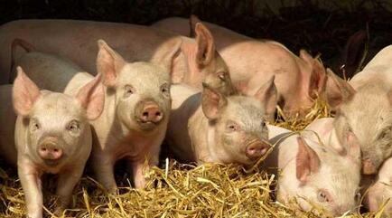 政府给钱支持养猪，每年1550万猪场补贴都去哪了？