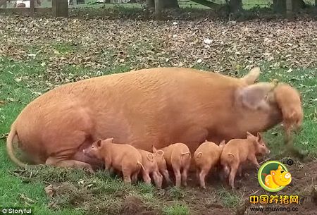 据英国《每日邮报》11月10日报道，英国一个农场内一群小猪正在妈妈的身边吃奶，这时候其中一只好奇的小猪引起了妈妈不满，被一头顶到空中。