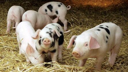 国家给养猪户补贴的原则是啥？规模越大，补贴越多！
