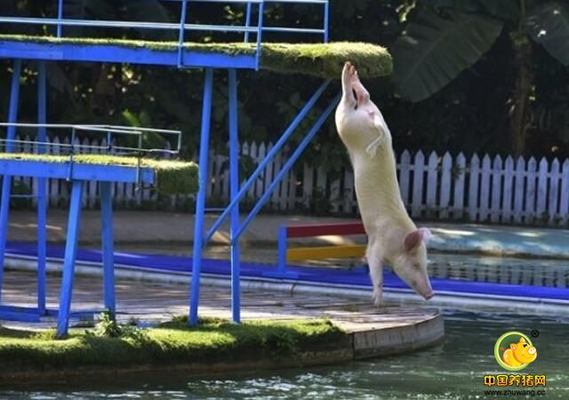 这头猪跳水时的姿势这么标准，身体完全打开，可以看出猪很享受跳水的感觉，这个应该不是被逼的。