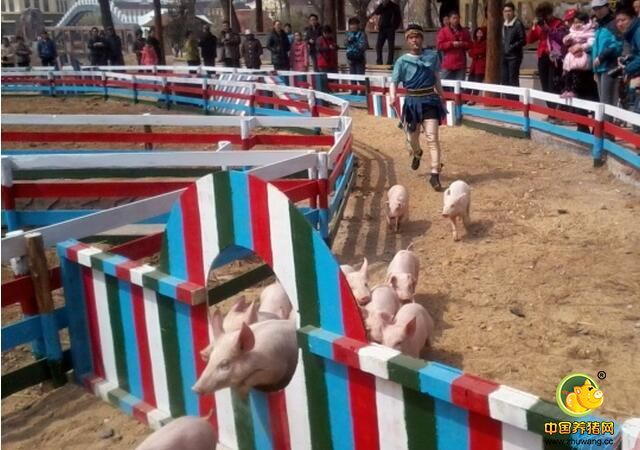 这不，这个养猪场的猪拉开了一场别开生面的赛跑比赛，这是每天猪们都要做的有氧运动，相信在有质有量的锻炼中，猪体质更健康，肉质也更鲜美。