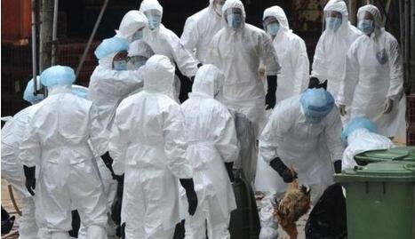 德媒发布消息：欧洲六国暴发禽流感引国际性恐慌！