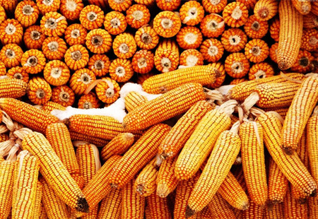 东北上量压力渐显，关注首期玉米售粮进度报告