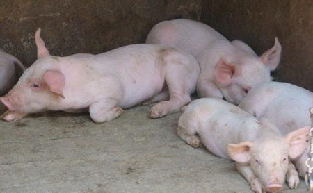 养猪场产房中母猪及仔猪的管理技术要点