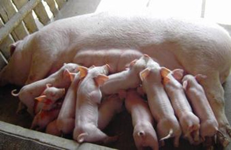 利用公猪精液和外源性激素促进母猪繁育性能的研究