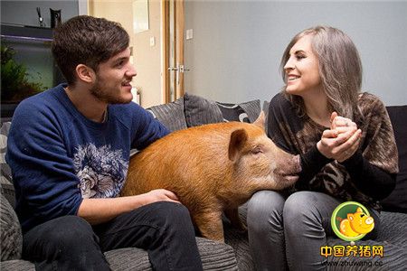 据英国《每日邮报》11月8日报道，英国萨默塞特郡一只迷你宠物猪享受着奢华的人类待遇，其日常生活视频在网络上一经曝光，就引来网友纷纷热议。