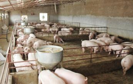 猪呼吸道疾病防控新思路 - 猪传染病,猪细菌性