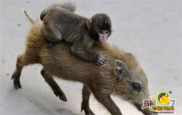 据悉，在日本某动物园里，两只小动物成了大家眼中的明星：一只小公野猪经常驮着小猴子跑来跑去。