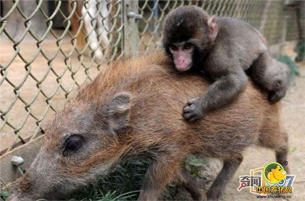 日本猴子成精，每天骑公猪玩耍。