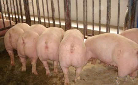 种母猪的常见病防治-猪繁殖呼吸综合症